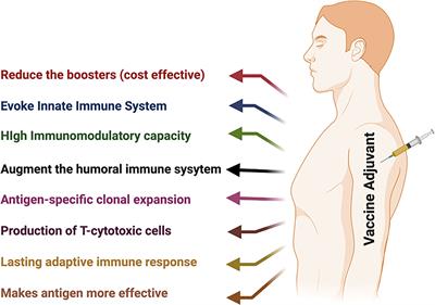 New-age vaccine adjuvants, their development, and future perspective